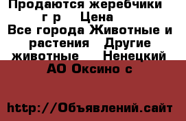 Продаются жеребчики 14,15 16 г.р  › Цена ­ 177 000 - Все города Животные и растения » Другие животные   . Ненецкий АО,Оксино с.